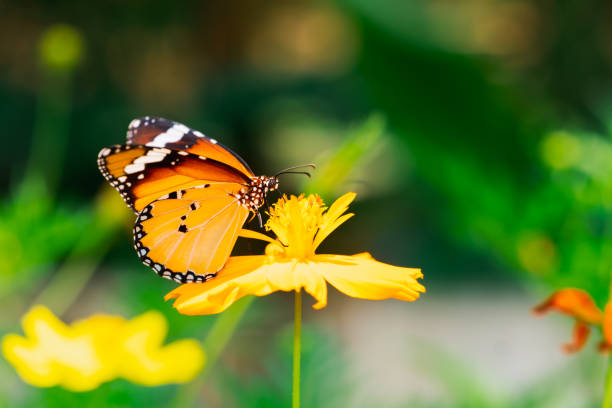 istock Closeup colorful Thai butterfly on yellow flower 1280186651