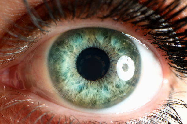 istock Human eye with natural eyelash looking straight 1280186791