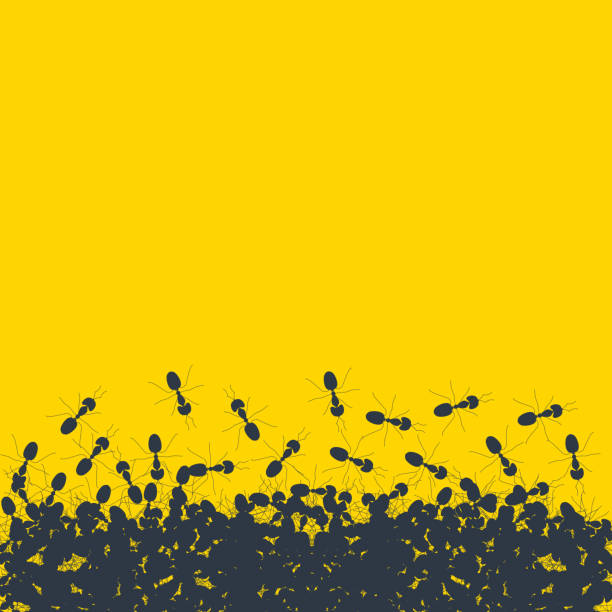 Colony of marching ants contour banner on yellow background Silhouette of chaotic running ants on yellow background. Crawling insects colony backdrop poster. Teamwork and cooperation concept.  Vector cartoon illustration. anthill stock illustrations