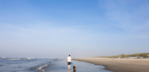 Ameland, the Netherlands - September 15, 2020: A man walks with his Welsh Corgi dog through the tide line on the beach. Further on, people swim in the sea, on the right the row of dunes.