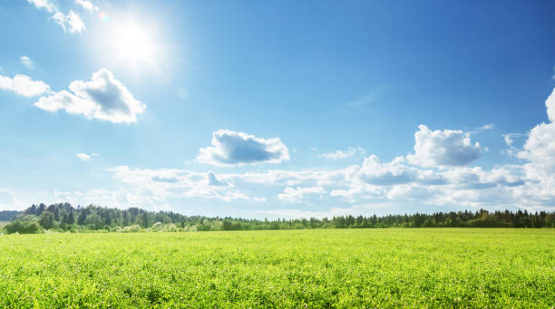 istock field of spring grass and perfect sky 1280188269