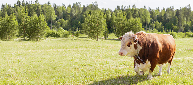 bull. Symbol of 2021. Zodiac sign Taurus. banner. big bull with a ring in its nose, stood majestically in a lush summer meadow, a milk bull grazing in a green meadow. Landscape. Eastern horoscope.