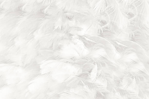 istock Bohemian boho style vintage color trends ,Chicken feather texture background 1280189145