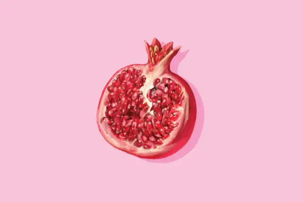 Vector illustration of illustration of pomegranate