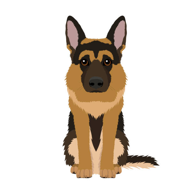 wektorowy portret owczarka niemieckiego - german shepherd illustrations stock illustrations