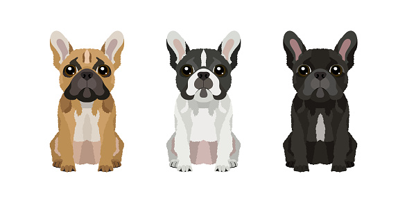 Vector portraits of three french bulldogs in different colors: brown, black and white with black head.