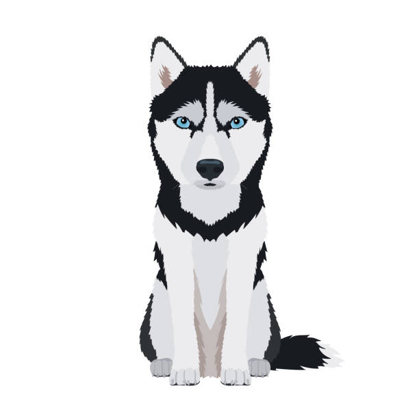 Vector portrait of Siberian Husky Vector illustration of sitting purebreed siberian husky dog isolated on white background siberian husky stock illustrations