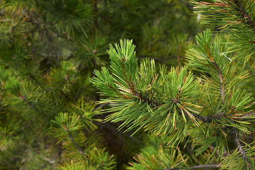 Pinus nigra tree