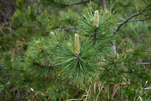 Pinus nigra tree
