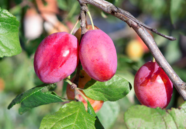 plum tree con frutti di prugna maturi. - raw potato immagine foto e immagini stock