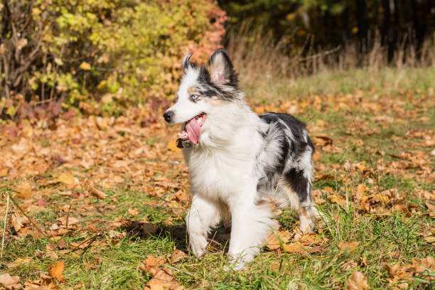 istock Running Australian shepherd with open mouth portrait in autumn forest 1280195253