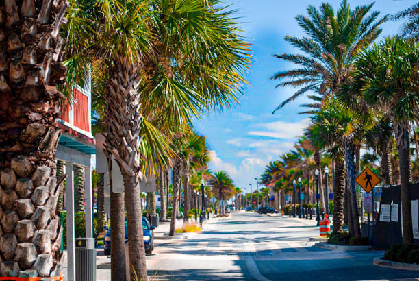 istock Row of Palm Trees 1280195554