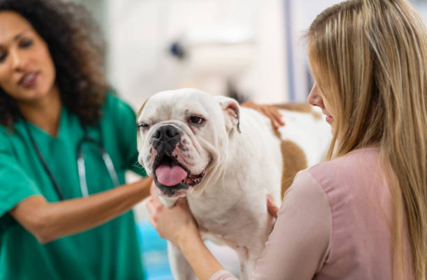 istock Female Veterinarian Examining Bulldog 1280198239