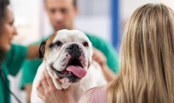 istock Female Veterinarian Examining Bulldog 1280198295