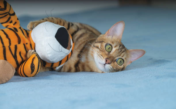 gato de bengala abraza un juguete de felpa con sus patas. - amicably fotografías e imágenes de stock