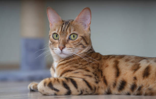 istock Portrait of a beautiful young Bengal cat. Selective focus. 1280200932
