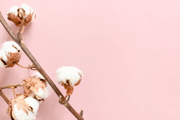 istock Border frame made of cotton branch 1280202109