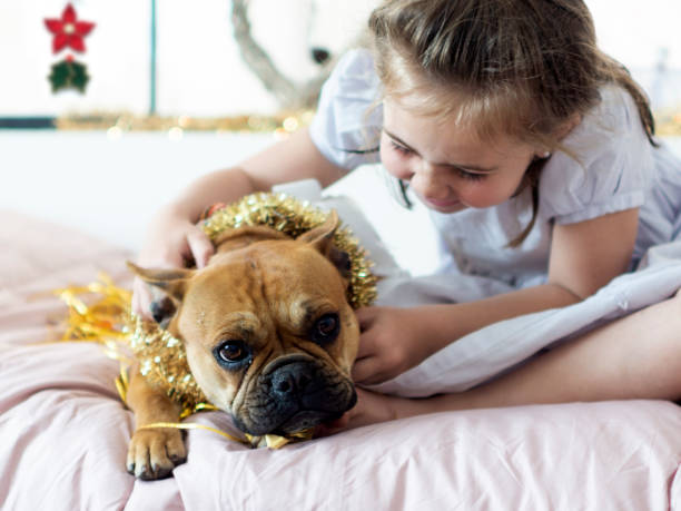 The Dogue de Bordeaux, Bordeaux Mastiff, French Mastiff or Bordeauxdog is a large French mastiff breed. A typical brachycephalic mastiff breed, the Bordeaux is a very powerful dog, with a very muscular body.