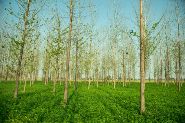 agroforestry poplar tree in farming field , trees or shrubs are grown around or among wheat crops agroforestry stock pictures, royalty-free photos & images