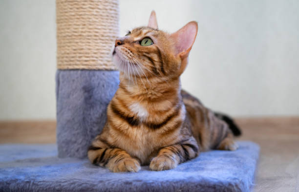 istock A young cat with a playful mood looks up. 1280203776