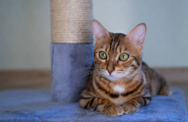 istock Domestic cat in a bright large room. 1280203777