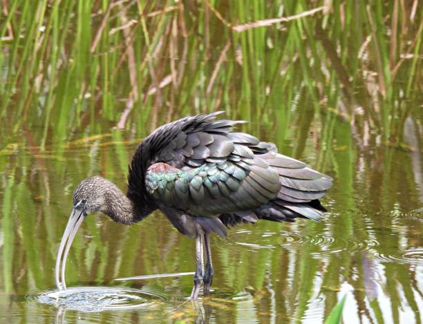 istock Glossy Ibis (Plegadis falcinellus) foraging in the Florida wetlands 1280203825