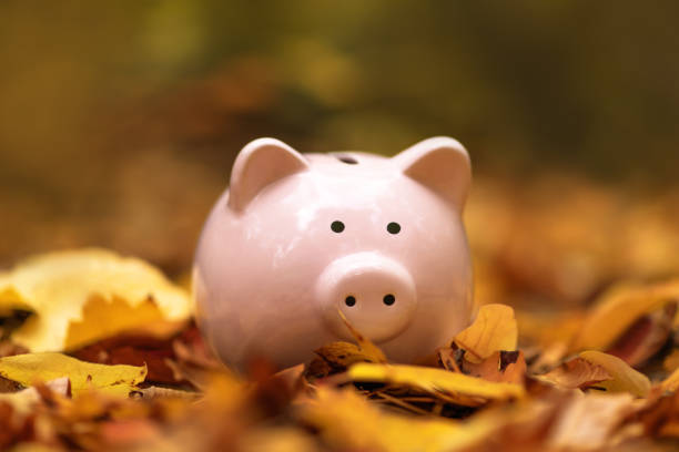 pink piggy bank in autumn leaves on the ground. autumn background - stock market data insurance savings finance imagens e fotografias de stock