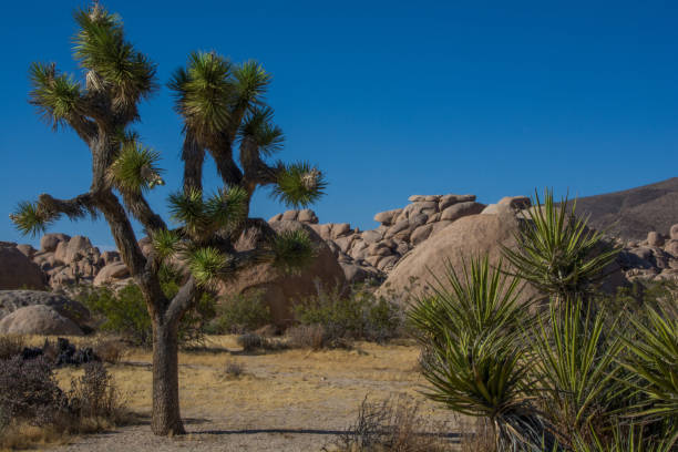 joshua trees dans le parc national de joshua tree - mojave yucca photos et images de collection