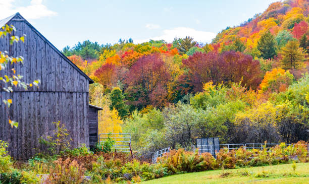 Photo of bright fall foliage colors