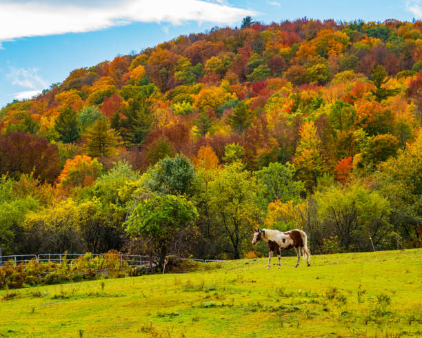 istock horse grazing in field 1280207195