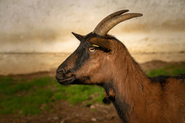 istock Capra aegagrus hircus - domestic goat 1280207230
