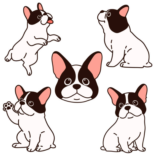 ilustraciones, imágenes clip art, dibujos animados e iconos de stock de conjunto de ilustraciones de cachorros de bulldog francés esbozadas - french bulldog
