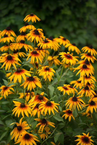 istock Rudbeckia blossoms on a summer day. 1280209676