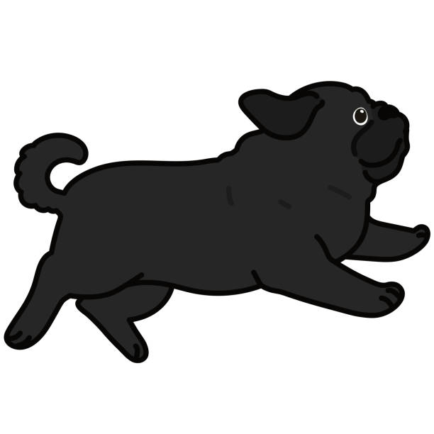 40+ Black Pug Running Stock Illustrations, Royalty-Free Vector