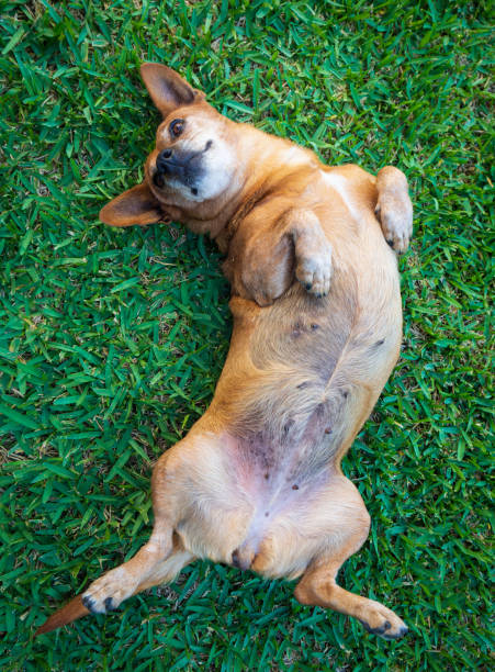 istock A little dog enjoys on the lawn 1280210706