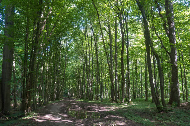 istock forest thicket in early spring, dense woodland, broken uneven road in the forest, mud and puddles on the forest path 1280211116