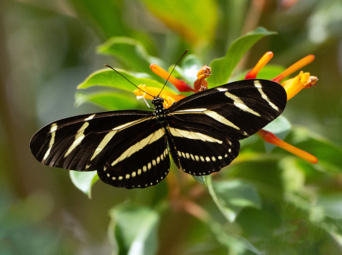 Zebra longwing, the Florida state butterfly, has black and pale yellow striped open wings as it rests on a blurred red, orange, and green firebush tree.