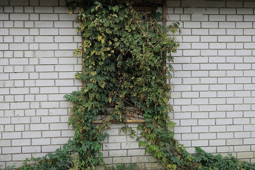 one old window overgrown with green vegetation on a white brick wall