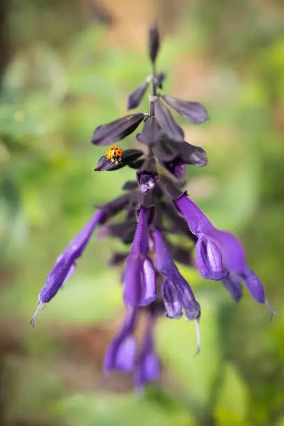 Shallow focus image of purple Salvia Amistad flowers. A ladybug or lady bird is on one of the petals
