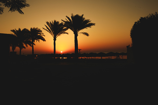 Copyspace of idyllic sunrise scene with the silhouette of palm trees.