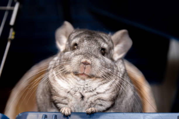 istock big fluffy gray chinchilla close up portrait 1280213208