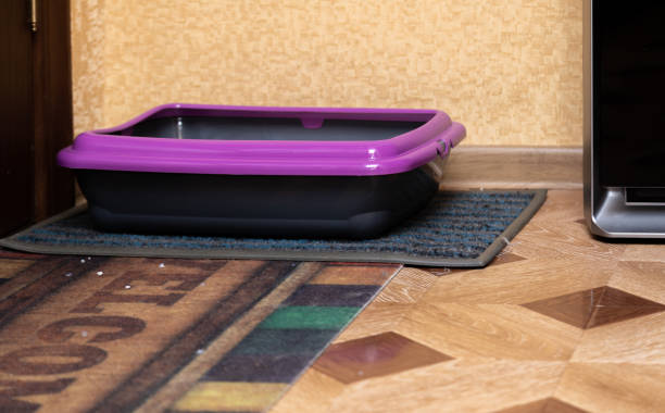 istock a cat litter box is standing on a floor 1280213213