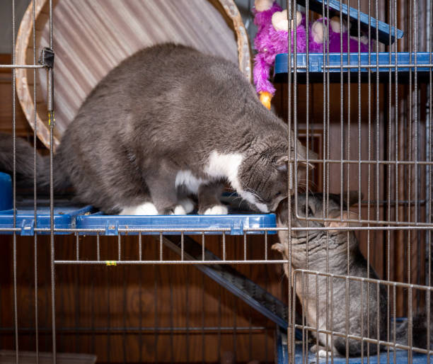 big fluffy gray chinchilla sits in a cage with a cat stock photo