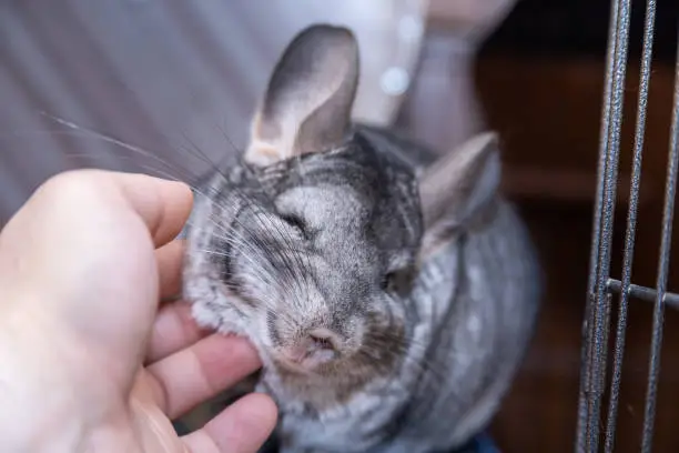 big furry gray chinchilla loves caress and my hand.