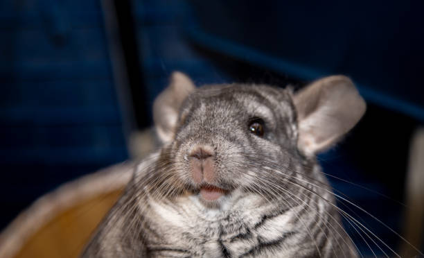 istock big fluffy gray chinchilla close up portrait 1280213229