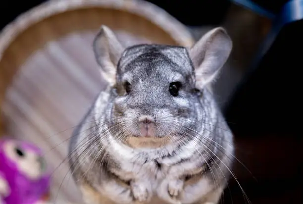 big fluffy gray chinchilla close up portrait.