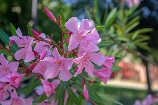 Big bunch of flowering Nerium oleander flowers, pink ornamental beautiful shrub in bloom, flowers on branches and green leaves in sunlight