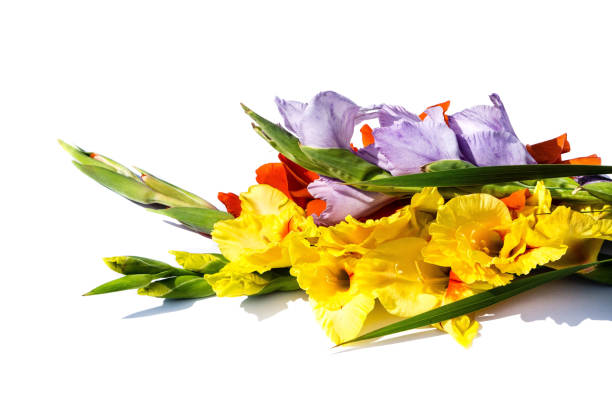 flores de gladiolus aisladas sobre fondo blanco - gladiolus single flower flower yellow fotografías e imágenes de stock