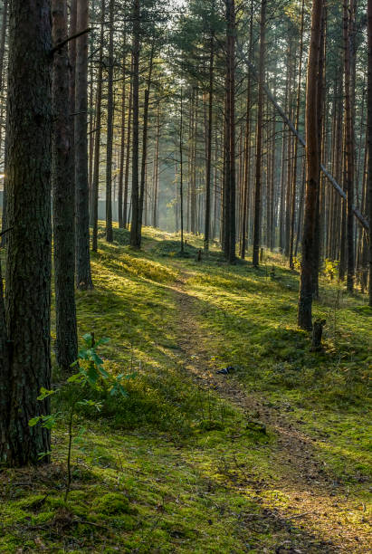 istock Sunny September morning in a pine forest. 1280215205