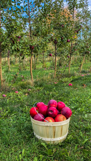 uma maçã por dia - abundance apple red yellow - fotografias e filmes do acervo